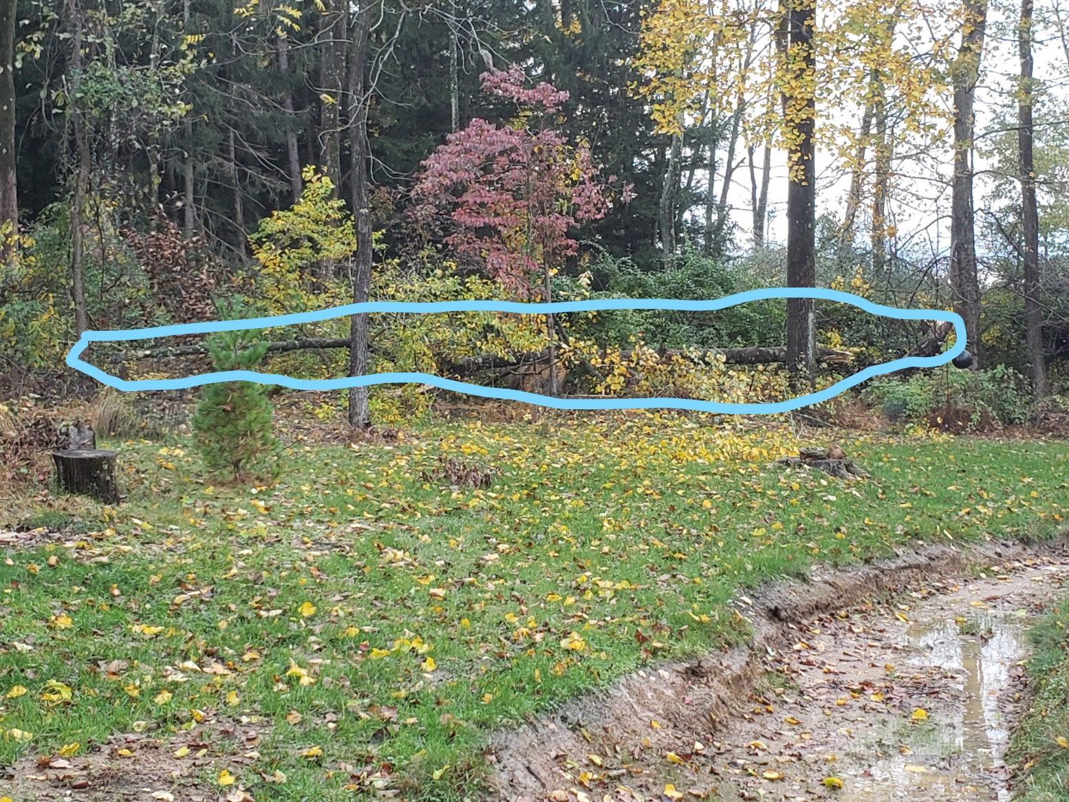 treeforestInked20211026_170052_LI.jpg