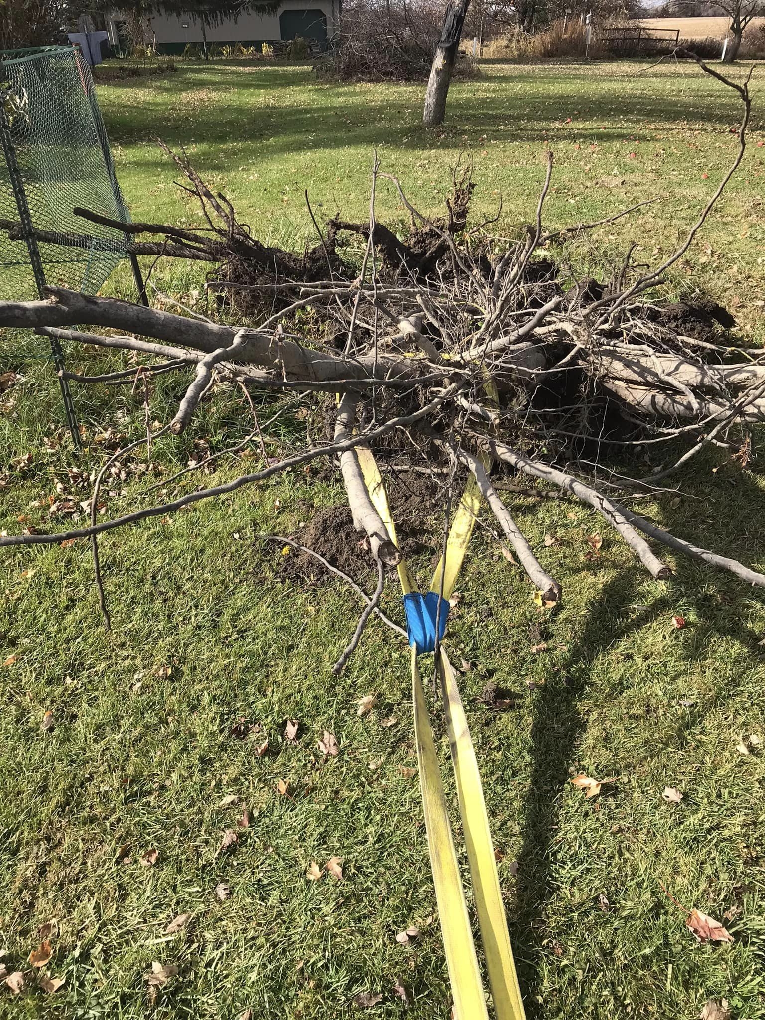treejackkkkk.jpg