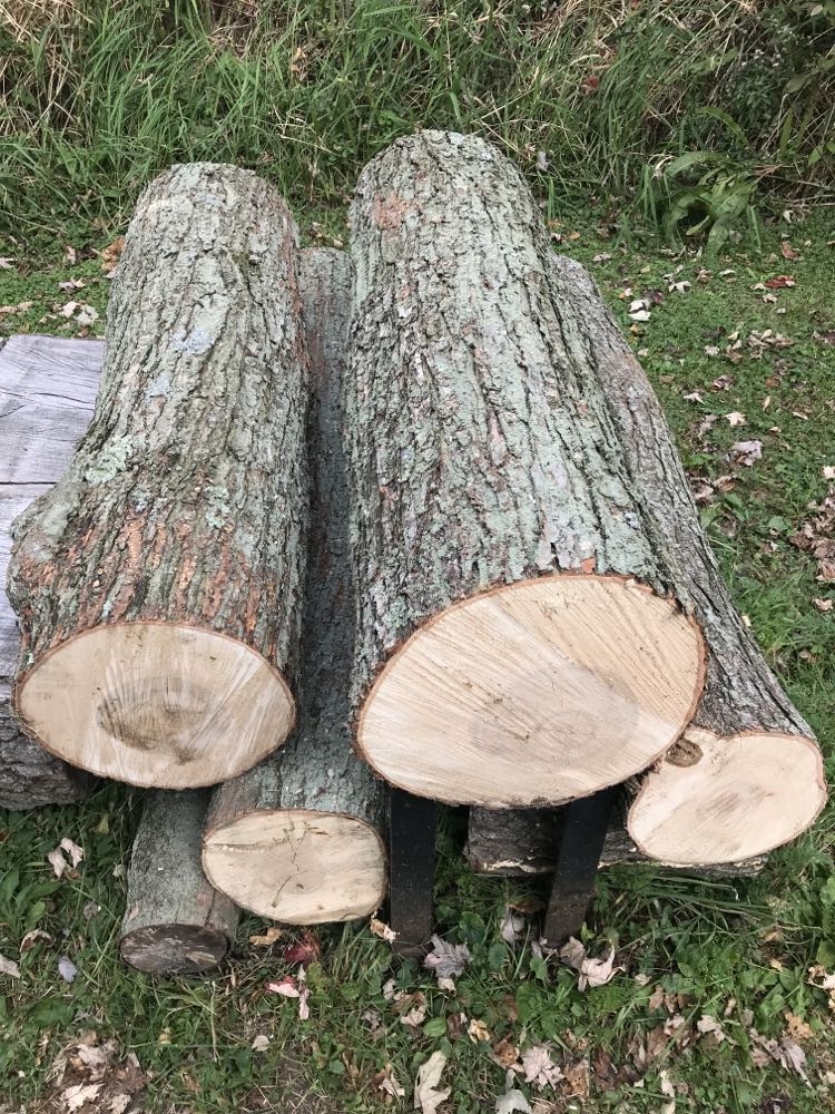 treelogs.jpg treelogs.jpg