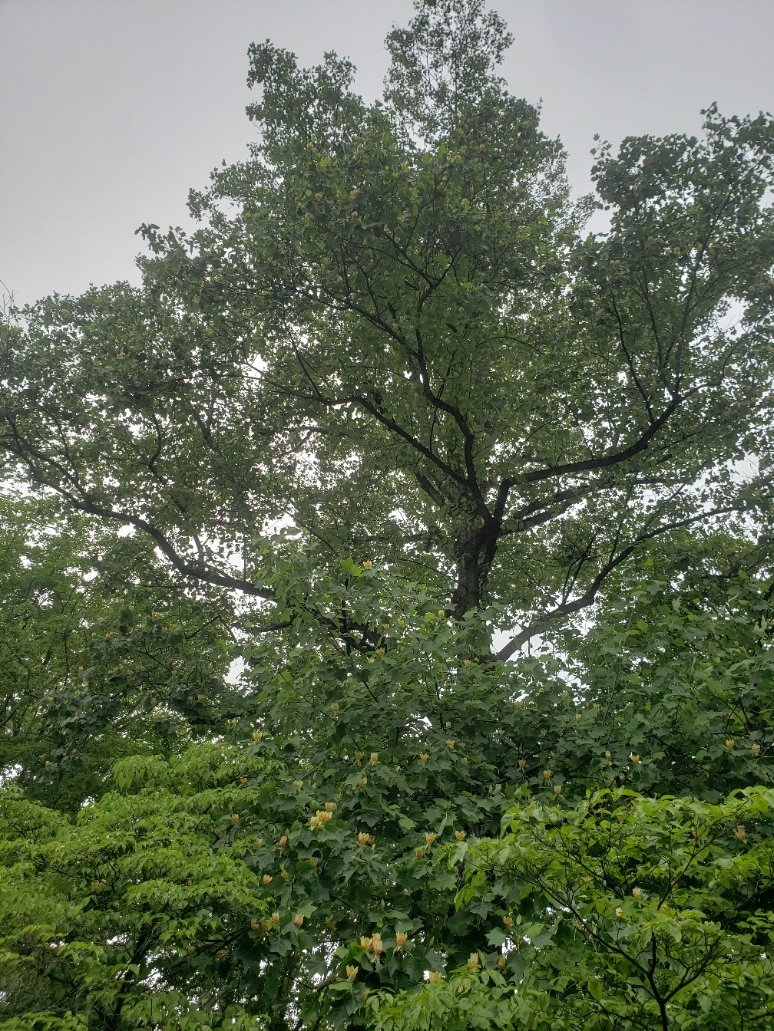 tulipTree20210524_122310.jpg