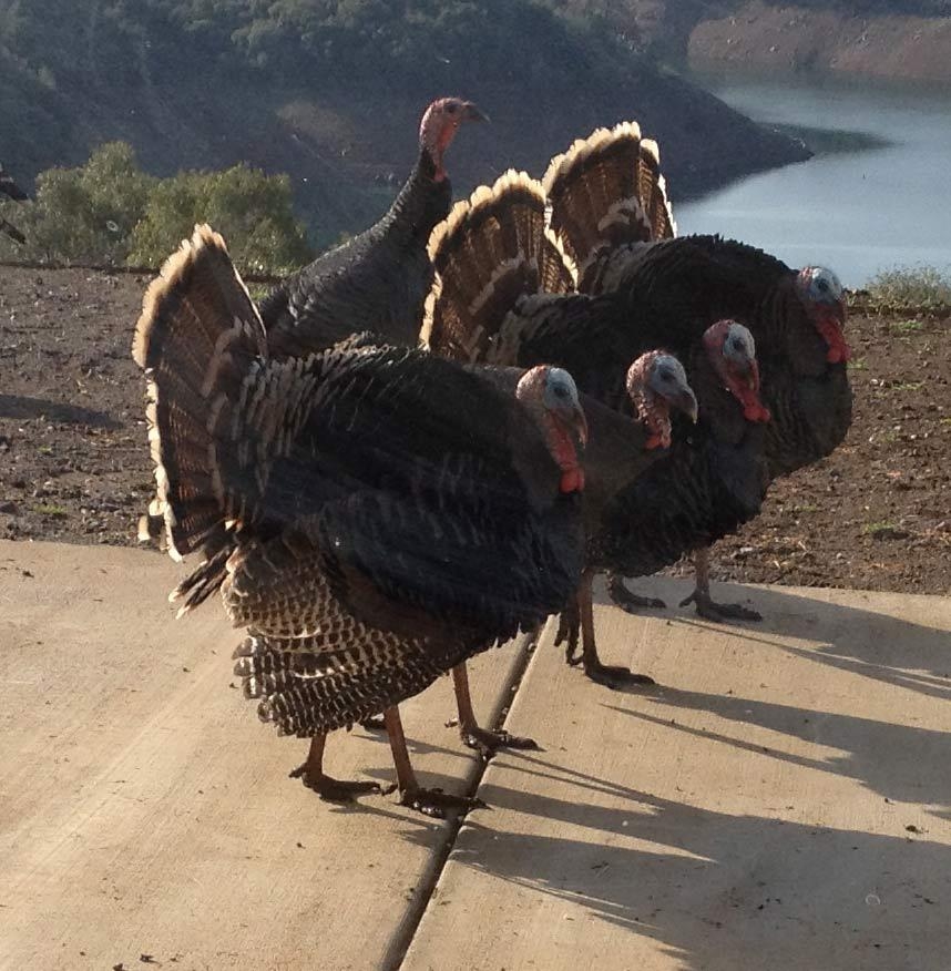 turkies.jpg