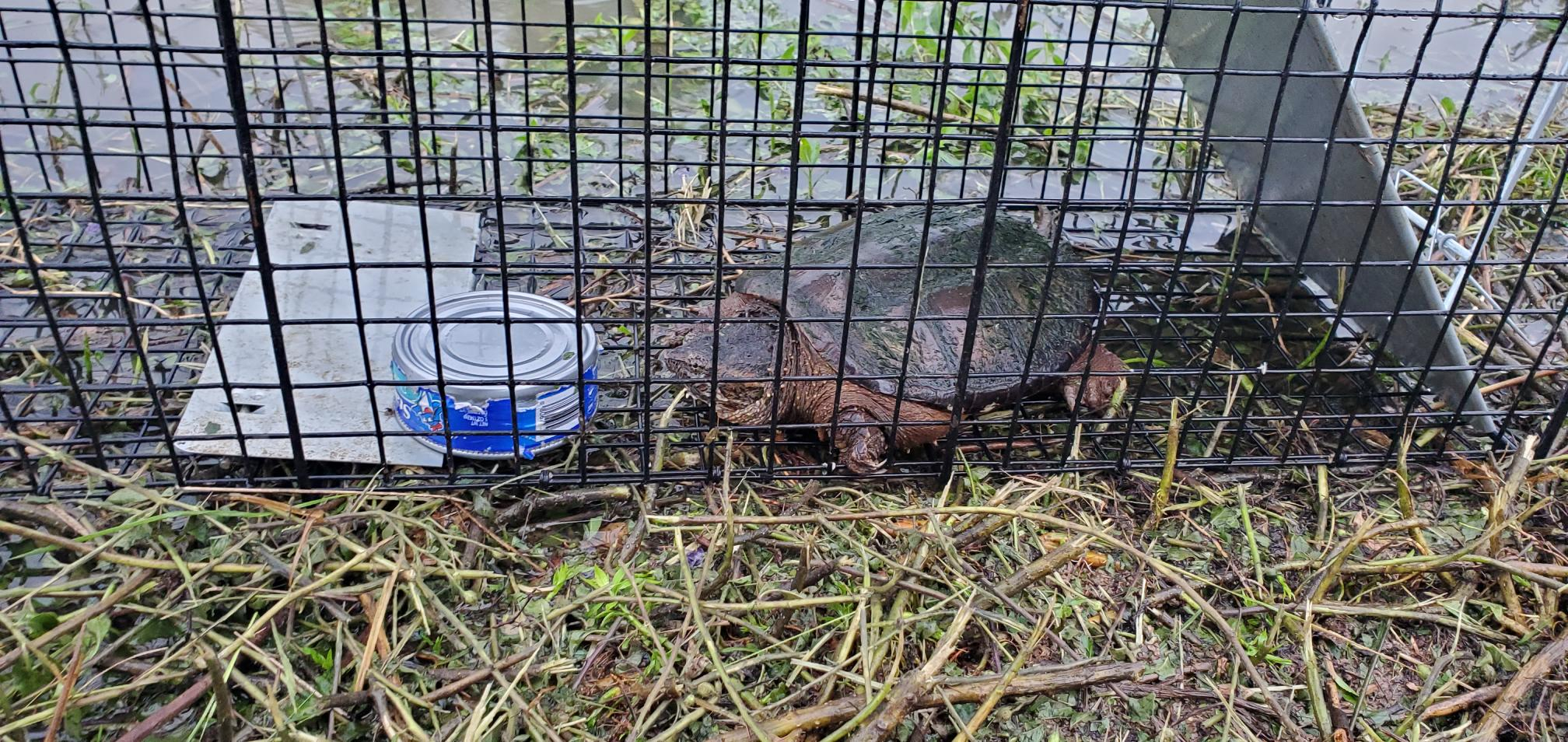 turtle.jpg