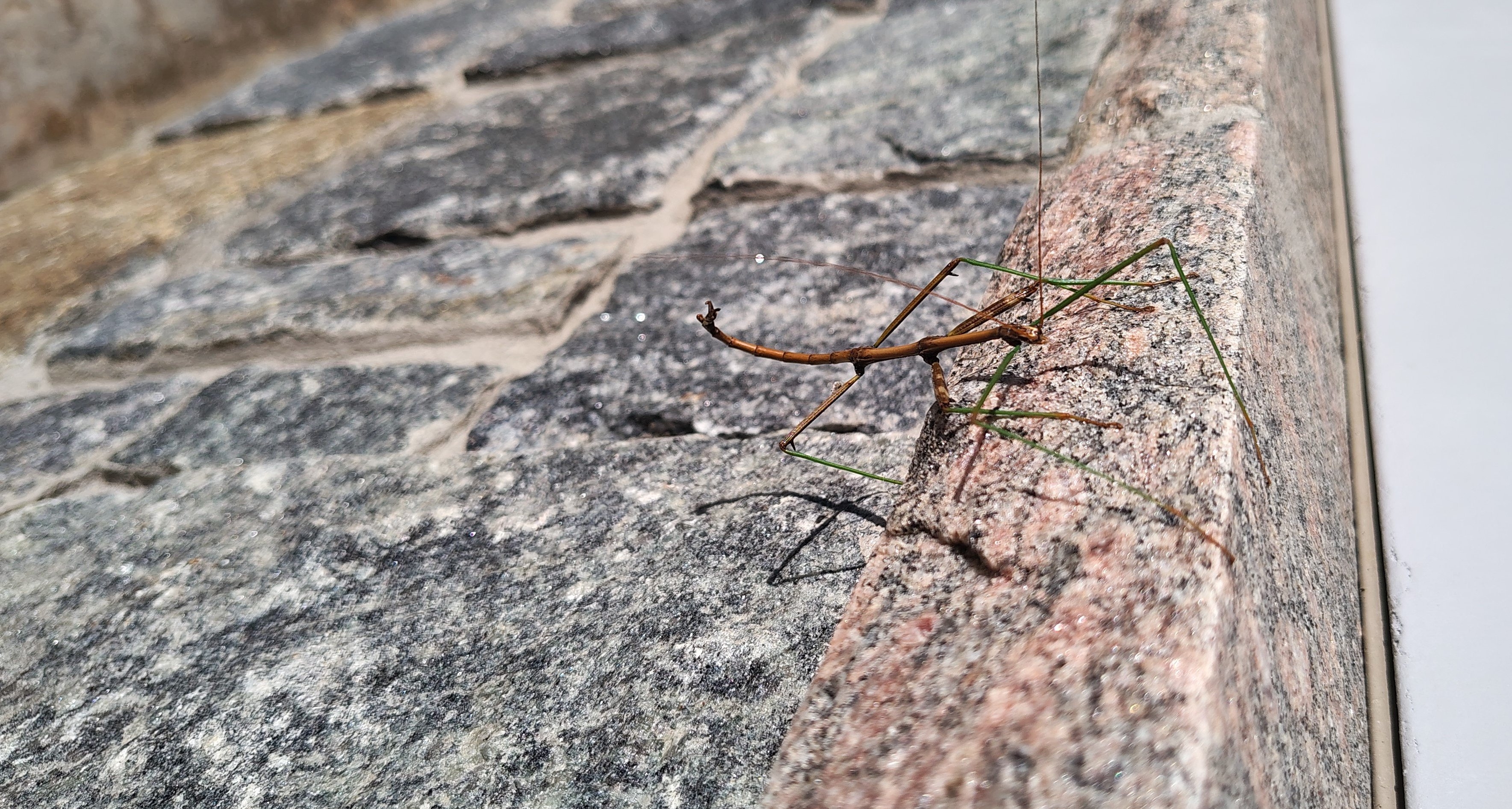 walking stick 3A rotated.jpg