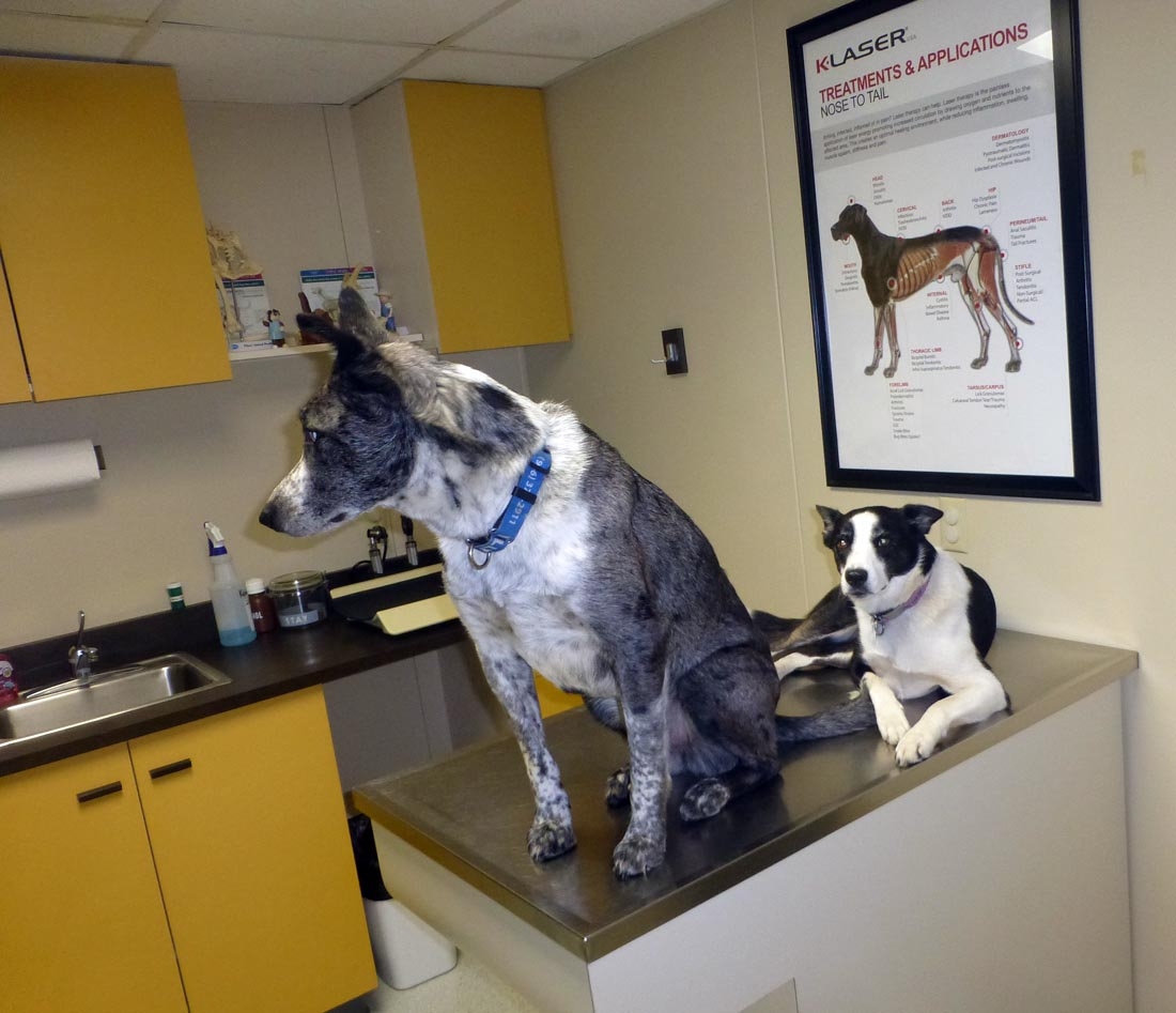 wallydollyvet0447.jpg