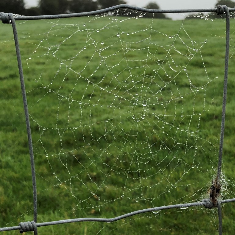 web.jpg