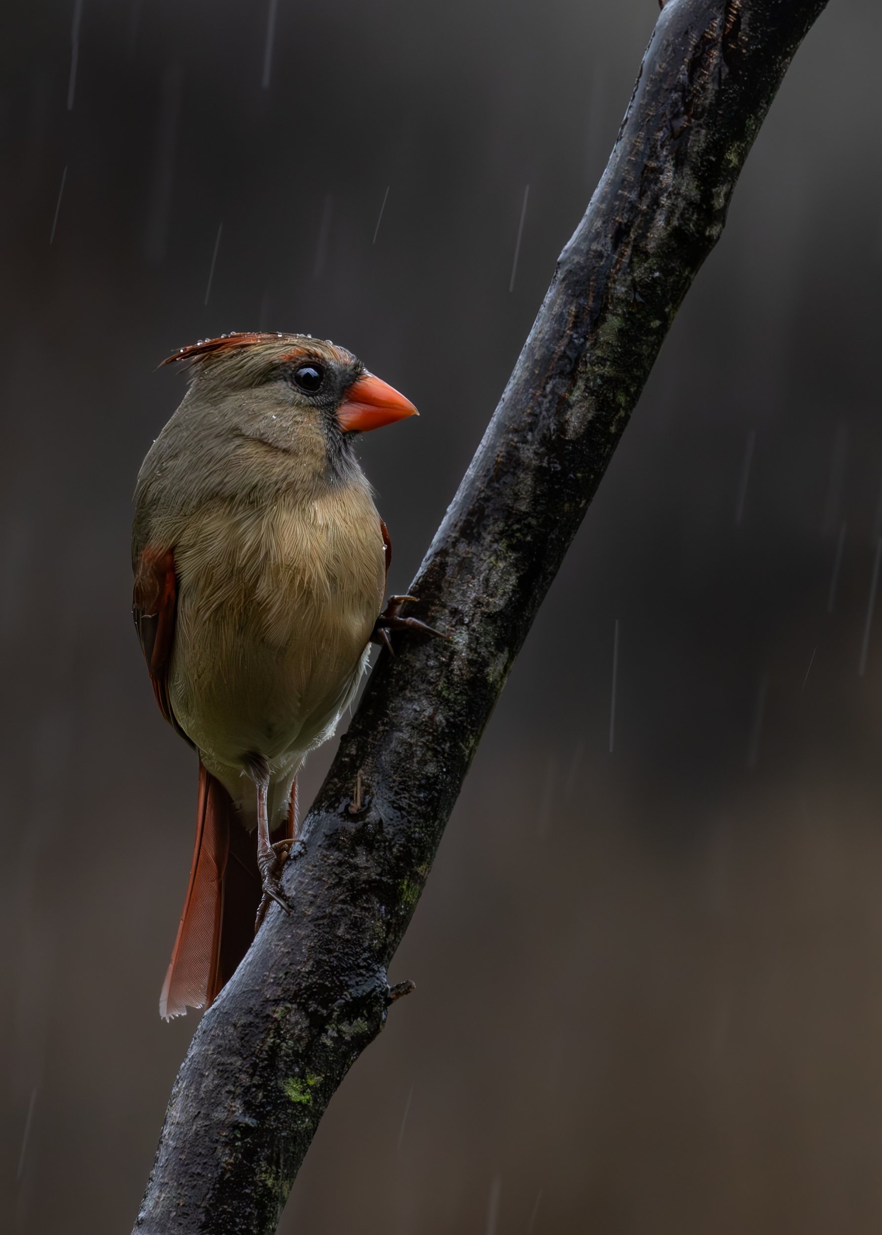 Wet female cardinal.jpg