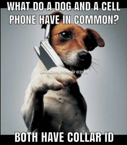 what-do-a-dog-and-a-cell-phone-have-in-35875579.png