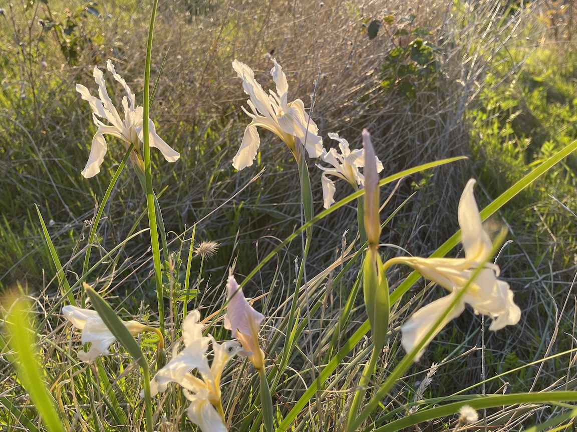 wildIris.jpg