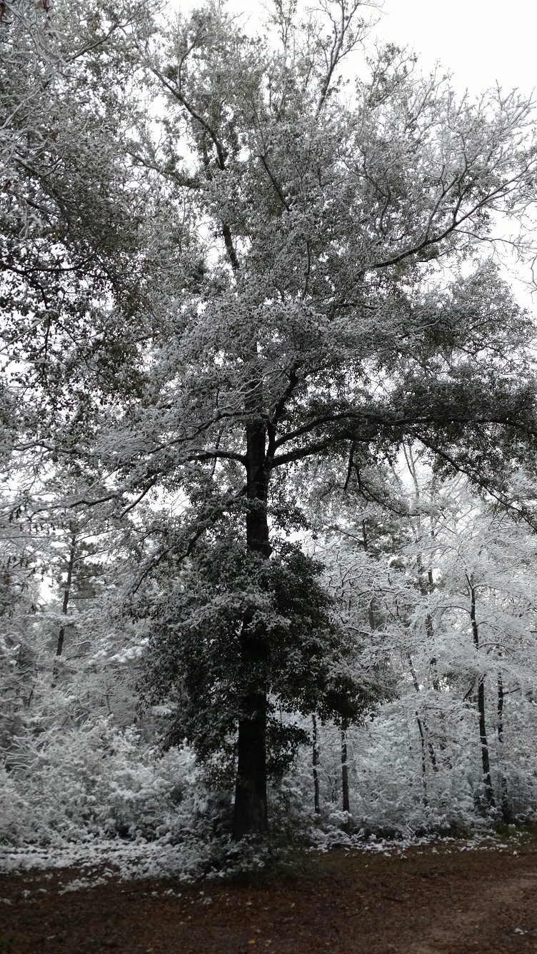 Winter weather 1.jpg