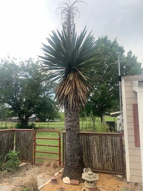 Yucca.jpg