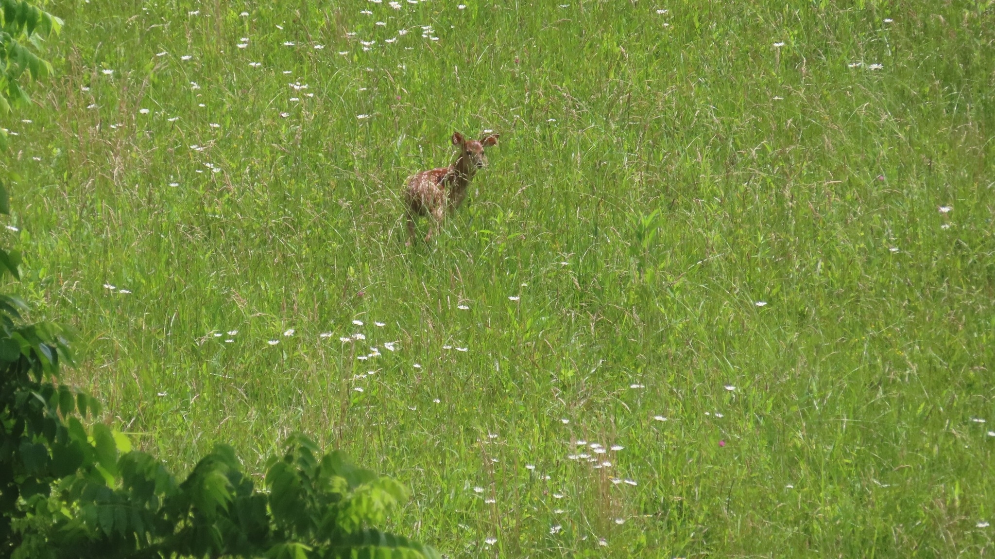 z20250610_OH_farm_fawn_k5.jpg