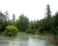 33-27774-RainyDayWillow.jpg
