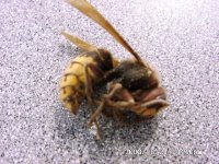 307344-hornet1.jpg
