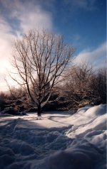 8-30947-OaknSnow00.jpg