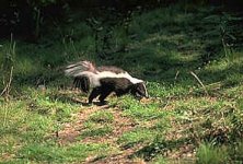 8-212159-skunk.jpg