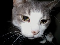309150-Bubba.JPG