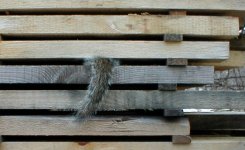 35-104778-squirl1.jpg