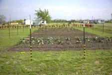 260285-garden.jpg