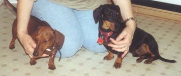 328488-Scheister, Missy2-small.jpg