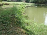 33-185381-pond2.jpg