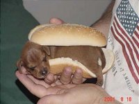 328789-WeinerDog1.jpg
