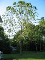 285068-sycamore1.JPG