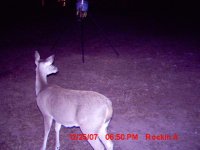 Deer2.jpg