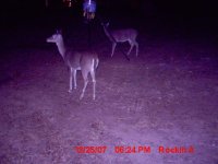 Deer1.jpg