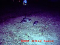Raccoons.jpg