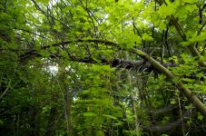 Tree 5.jpg