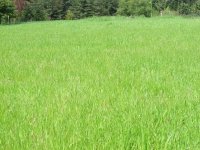 pasture 1.jpg