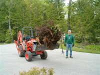Big stump in bucket.JPG