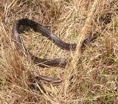 SnakeInTheGrass.jpg