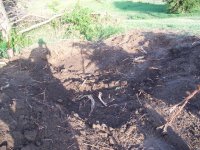 stump3.jpg