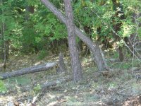 2-Trees.jpg