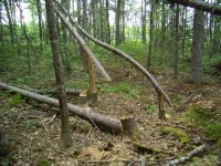logging c.JPG