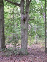 DeepWoods.jpg