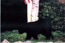 330587-bear boonton_cropped.jpg