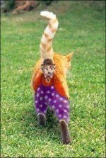 330863-halloweencat.jpg