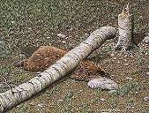 6-134159-beaver.jpg