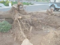 239118-Camphor Tree Down.jpg