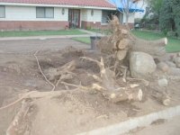 239120-Camphor Tree Down 3.jpg
