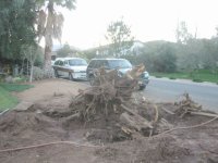 239121-Camphor Tree Down 2.jpg
