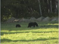 8-68394-Bears3.jpg