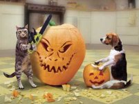 331786-pumpkinkitty.jpg