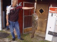 35-135467-bigfish1.JPG