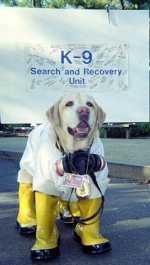 239485-SearchAndRecoveryK9.jpg