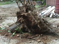 2-189712-1ststump.JPG