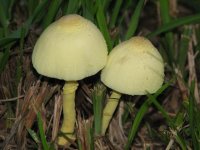 Mushrooms, Sep 08 039 (Small).jpg