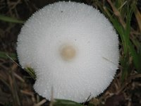 Mushrooms, Sep 08 044 (Small).jpg